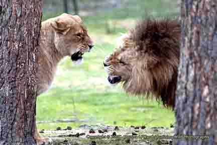 African Lions - Beekse Bergen Safari Park, Netherlands